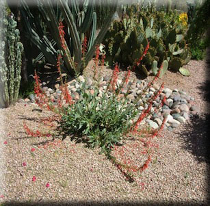 Perennials