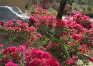 Bougainvillea X 'La Jolla'