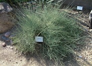 Ephedra nevadensis