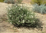 Eriogonum fasciculatum polifolium