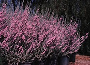 Leucophyllum 'Rain Cloud'