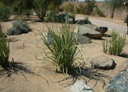 Pedilanthus macrocarpus