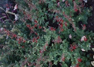 Salvia coccinea