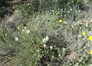 Desert Zinnia