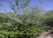 Ziziphus obtusifolia v. canescens