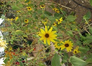 Helianthus maximilianii