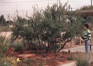 Acacia greggii