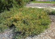 Trailing Acacia