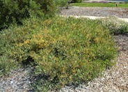 Acacia redolens