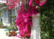 Bougainvillea 'Barbara Karst'