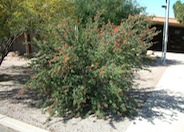 Calliandra californica