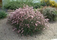 Calliandra eriophylla