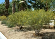 Green Feathery Senna
