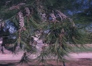 Mountain or Drooping She-Oak, Coast