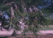 Casuarina stricta