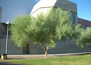 Parkinsonia florida