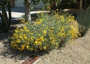 Encelia farinosa