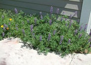 Lupinus succulentus