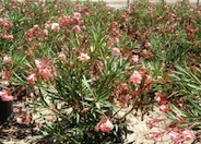 Nerium oleander 'Mrs. Roeding'