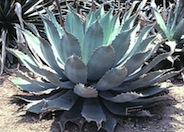 Agave potatorum