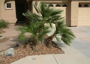 Chamaerops humilis