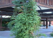 Campsis radicans