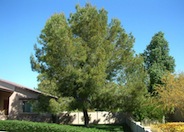 Pinus eldarica