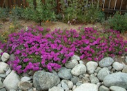 Verbena peruviana (assorted)