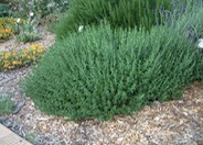 Teucrium chamaedrys