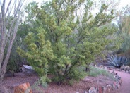 Dodonaea viscosa