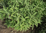 Phlomis fruticosa