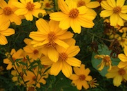 Tagetes palmeri