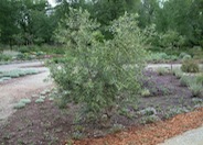 Olea europaea 'Swan Hill'