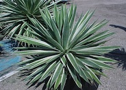 Agave angustifolia var. marginata