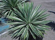 Agave angustifolia var. marginata