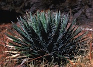 Agave schidigera 'Durango Delight'