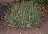 Aloe camperi