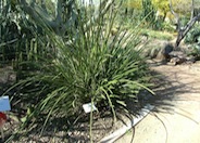 Hesperaloe campanulata