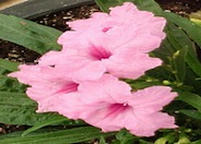 Ruellia brittoniana 'Rosa'