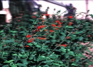 Salvia coccinea 'Lady in Red'