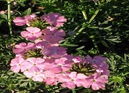 Verbena pulchella 'Edith'