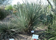 Torrey Yucca