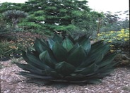 Agave bovicornuta