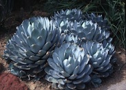 Agave parryi var. truncata