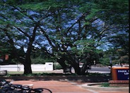 Fern Acacia