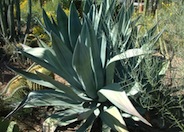 Agave americana