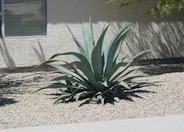 Agave weberi