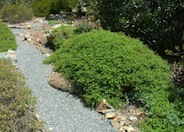 Baccharis pilularis