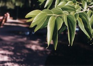 Bauhinia forficata