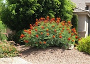 Caesalpinia pulcherrima
